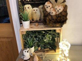 Owl Display